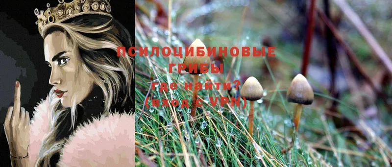 Псилоцибиновые грибы Psilocybe  нарко площадка наркотические препараты  Новочебоксарск 